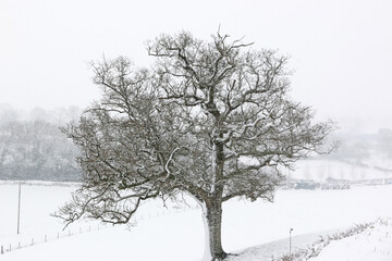 Tree in the winter with snow	