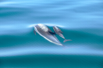 Atlantic White-Sided Dolphin - Mother and Calf © Christopher R Mazza