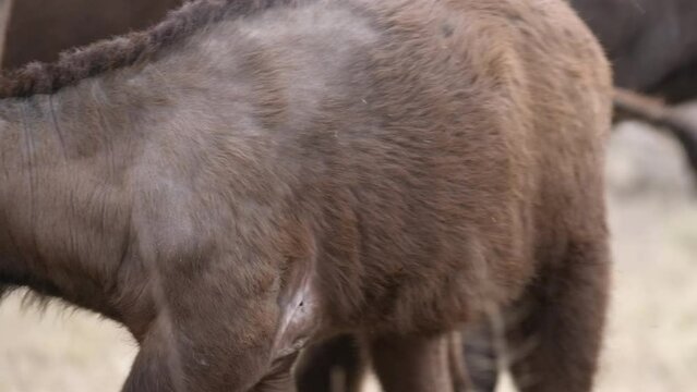 Medium closeup of a Buffalo calf standing close to its mother, Kruger National Park. 