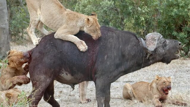 Medium shot of a lion pride taking down a buffalo, Greater Kruger.