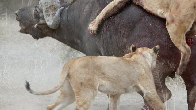 Medium shot of a pride of lions taking down a Cape buffalo, Greater Kruger.