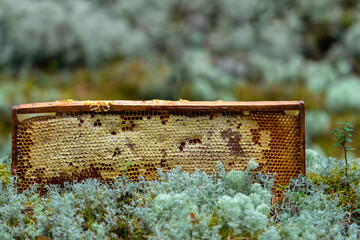 bees on a beehive