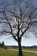 Obraz premium kahler Laubbaum