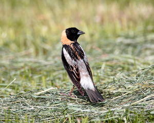 Bobolink Male - Perched Ground