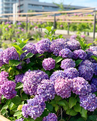 flowers in a garden