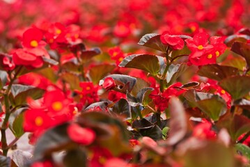 赤い花