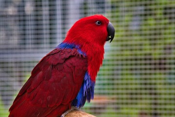 オオハナインコ