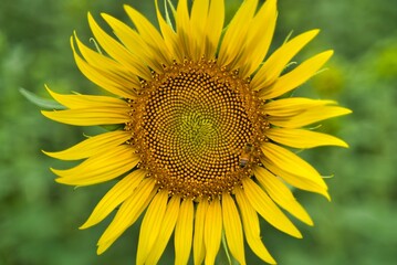 ひまわりとハチ