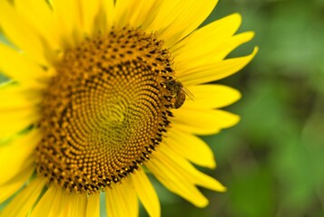 ひまわりとハチ