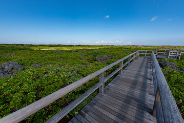 通り池の遊歩道