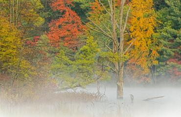 Foggy autumn landscape of the shoreline of Hall Lake with perched great blue heron, Yankee Springs State Park, Michigan, USA