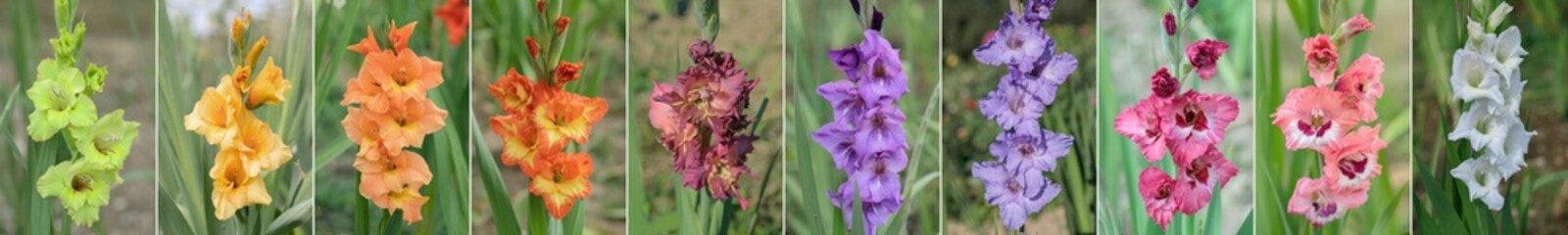 Collage of ten colorful gladiolus blossoms. Focus in the middle of the blossoms