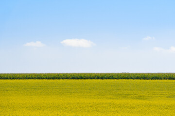 Yellow mustard field with blue sky and small clouds, straight horizon
