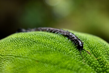 caterpillar on leaf