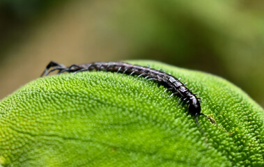 close up of a caterpillar