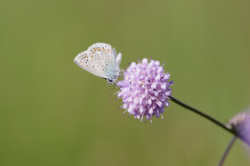 Ein Hauhechel-Bläuling sitzt in der Wiese auf einer Wiesen Witwenblume