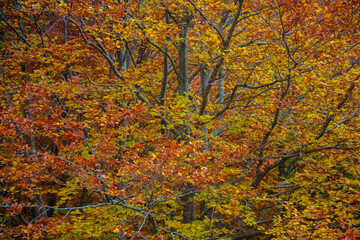 autumn tree in matese park
