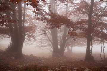 country scene with tree and fog at dawn