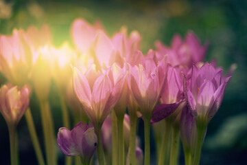 Fototapeta premium Blooming purple crocuses in the garden, behind the rays of the sun