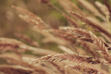 Beautiful floral spring abstract background with copy space. Vintage color background.