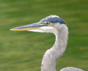 Great Blue Heron Portrait - Water