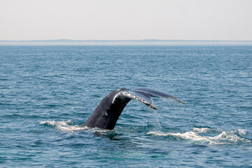 Humpback Whale Fluke - Mainland in Background