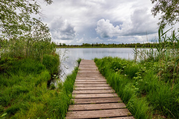 A wooden jetty in green reeds on the lake shore and clouds in the sky,.