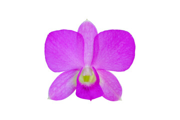 isolated purple orchid on white background. Soft and selective focus.