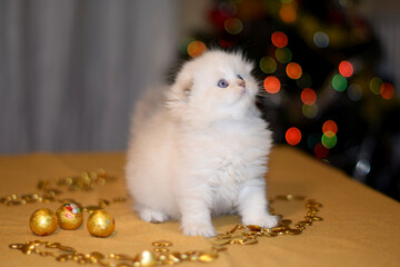 Fototapeta na wymiar Longhaired Scottish Fold Kitten and Christmas decorations