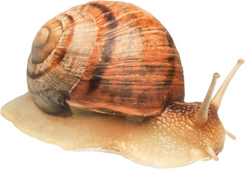 Natural small garden snail on the desk