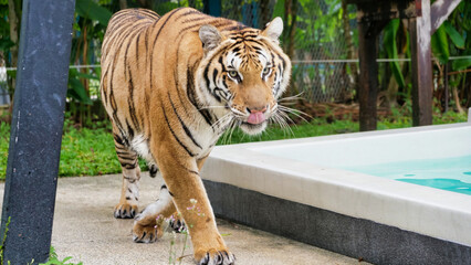 The tiger was walking and licking its mouth by the pool