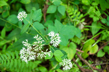 野草の白い花（夏）