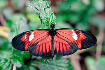Postman Butterfly - Perched