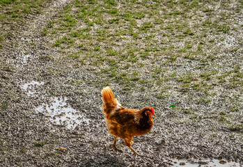 chicken on the grass