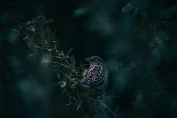 versteckt