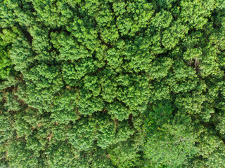 Aerial view green tree tropical rainforest