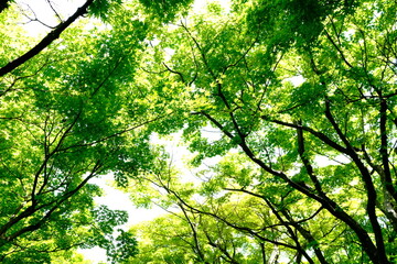 sun rays through trees