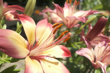 pink lily flower