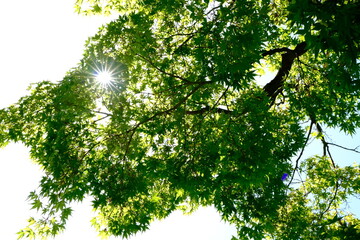 branches
