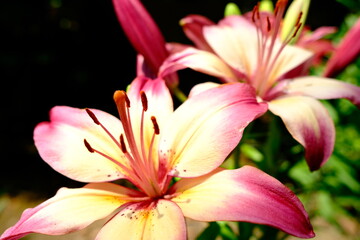 pink tiger lily