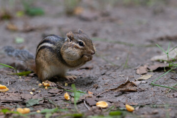 Close up shot of a chipmunk (Tamias striatus) sitting on the ground with its cheek pouches full of...