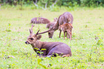 The herd of deer in the safari.