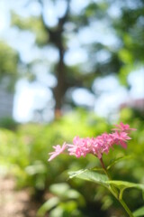 pink flowers in the garden