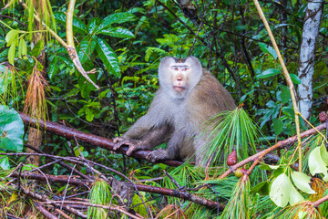 Male Asian monkey sitting on the branch. © Nakornthai