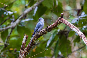 Ashy Drongo (Dicrurus leucophaeus) on the branch of the tree.