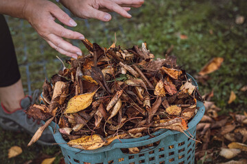 Woman rakes and picks up fallen coloured leaves and tidies up the garden. Autumn garden work. Basket full of leaves from fruit trees