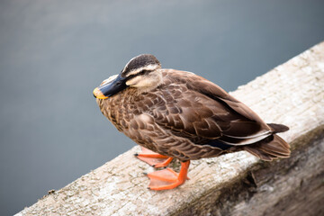 水辺のカルガモ