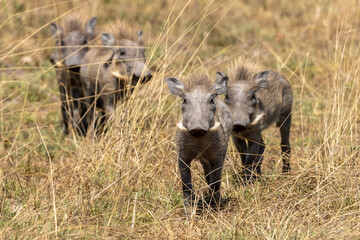 Vier neugierige kleine Warzenschweine in der Frontale
