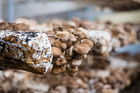 Shiitake mushrooms cultivated in vertical mushroom farm growing on substrate. Shitake is gourmet and medicinal mushroom.