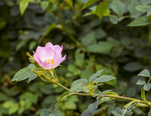 A single wild dog-rose flower